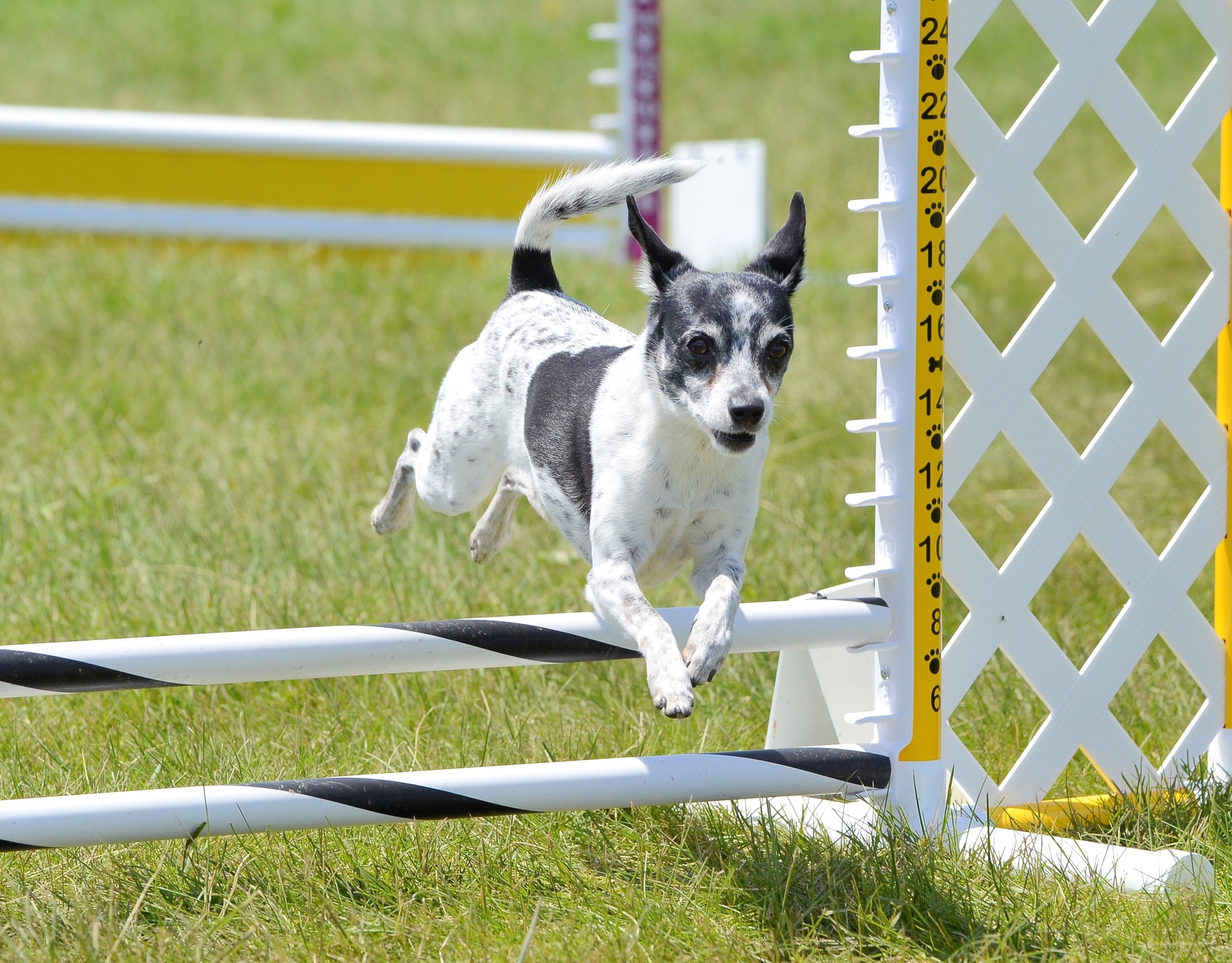 A Rat Terrier jumping over poles in an obstacle course