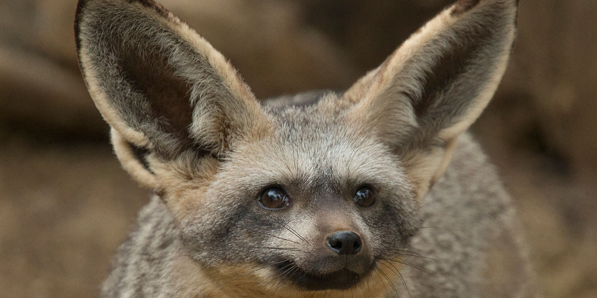 Bat-eared Fox, Botswana