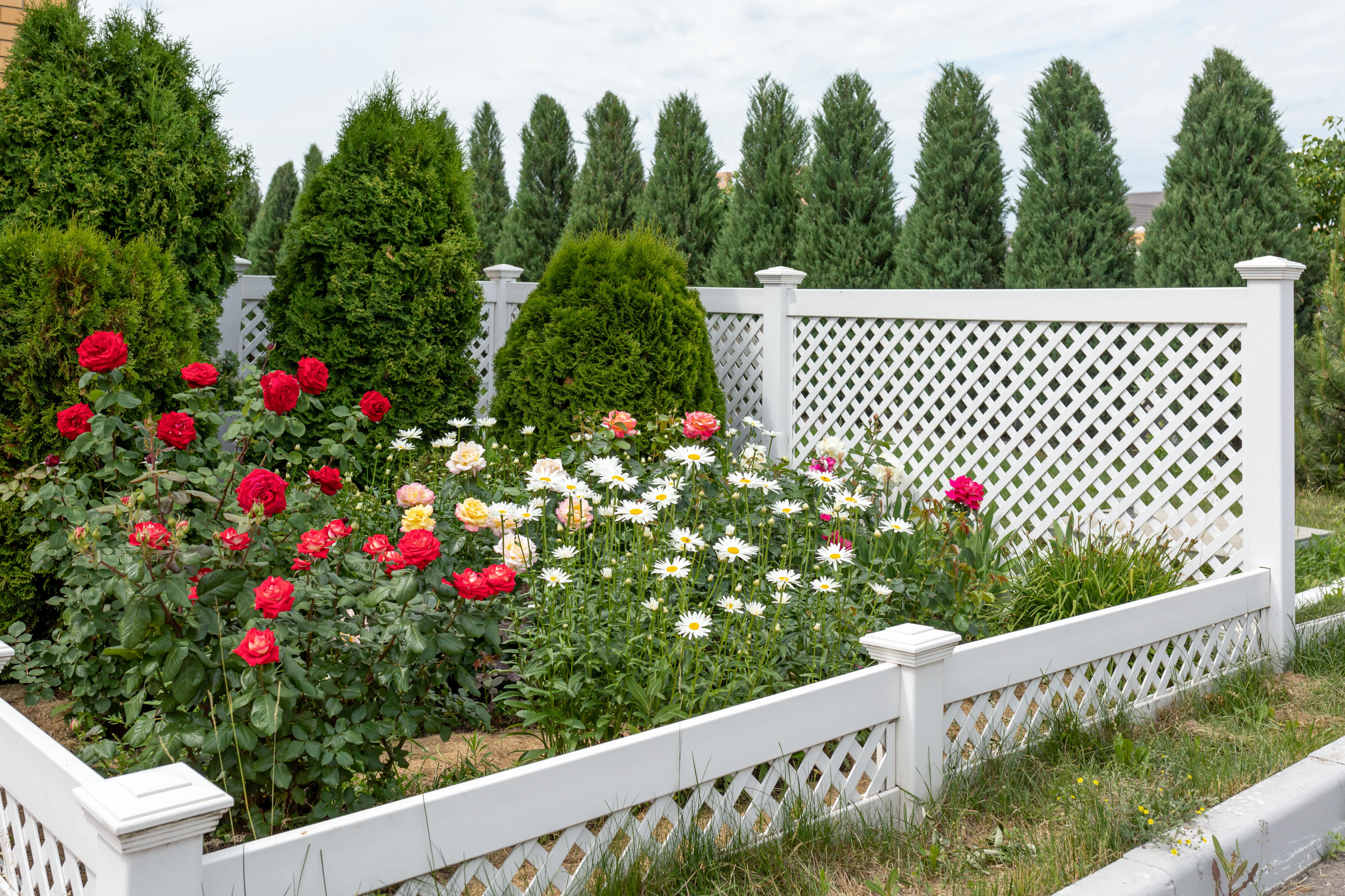 a rose garden contained within a specific space in a yard