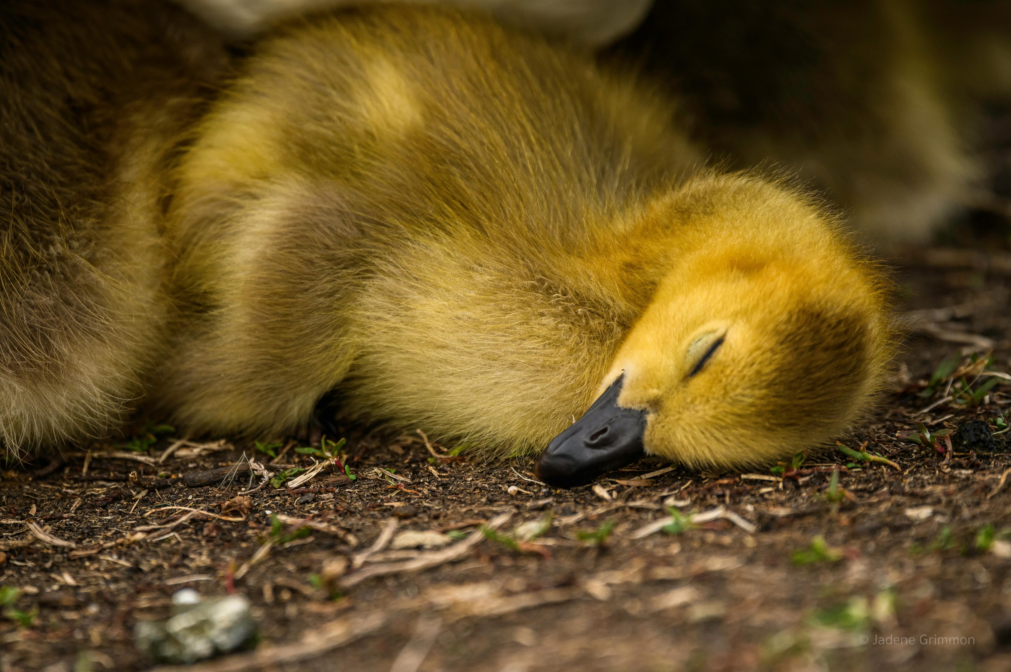 sleeping duck