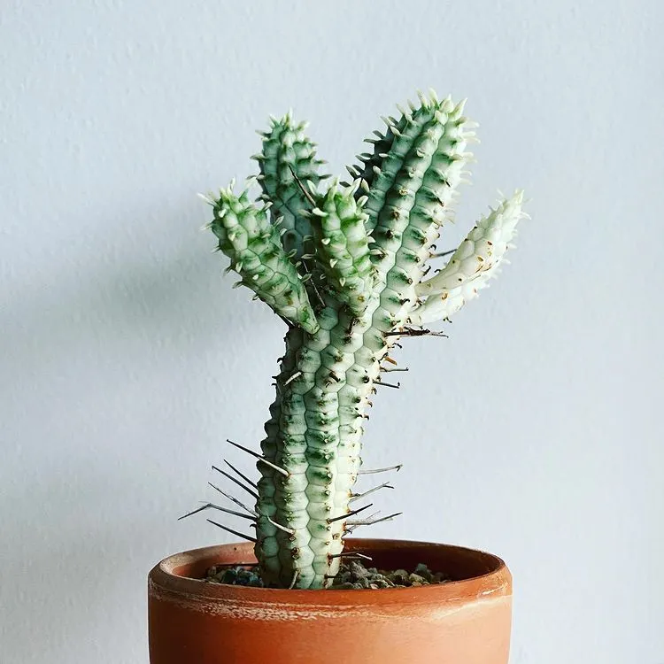 corn cob cactus, plant