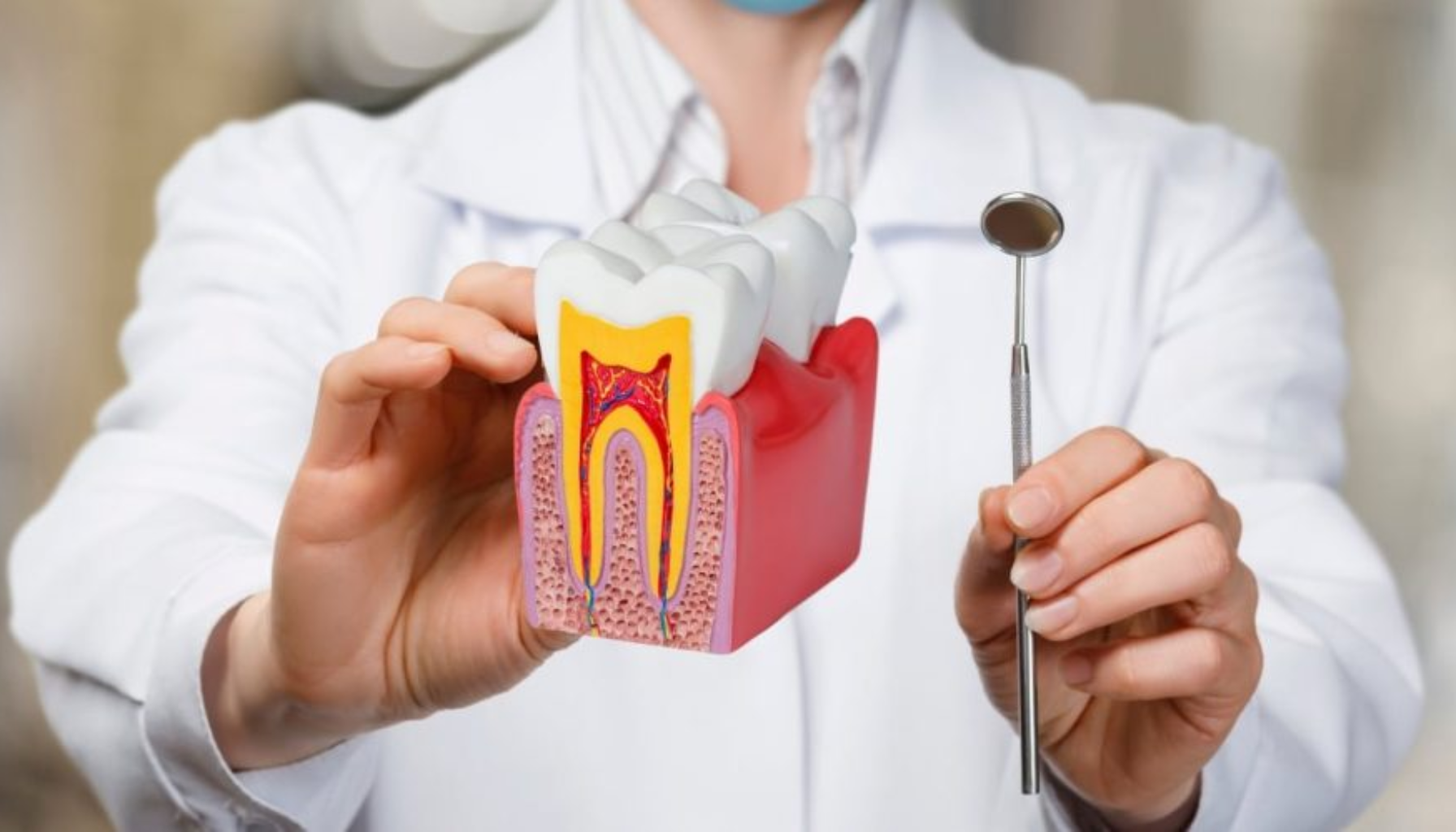 Rotfylling Pris: Hva Betaler Du Egentlig For? (Og Er Det Verdt Det?) 16 Tannlege holder tannmodell som viser tverrsnitt av tannens indre struktur, sammen med speil brukt i undersøkelse.