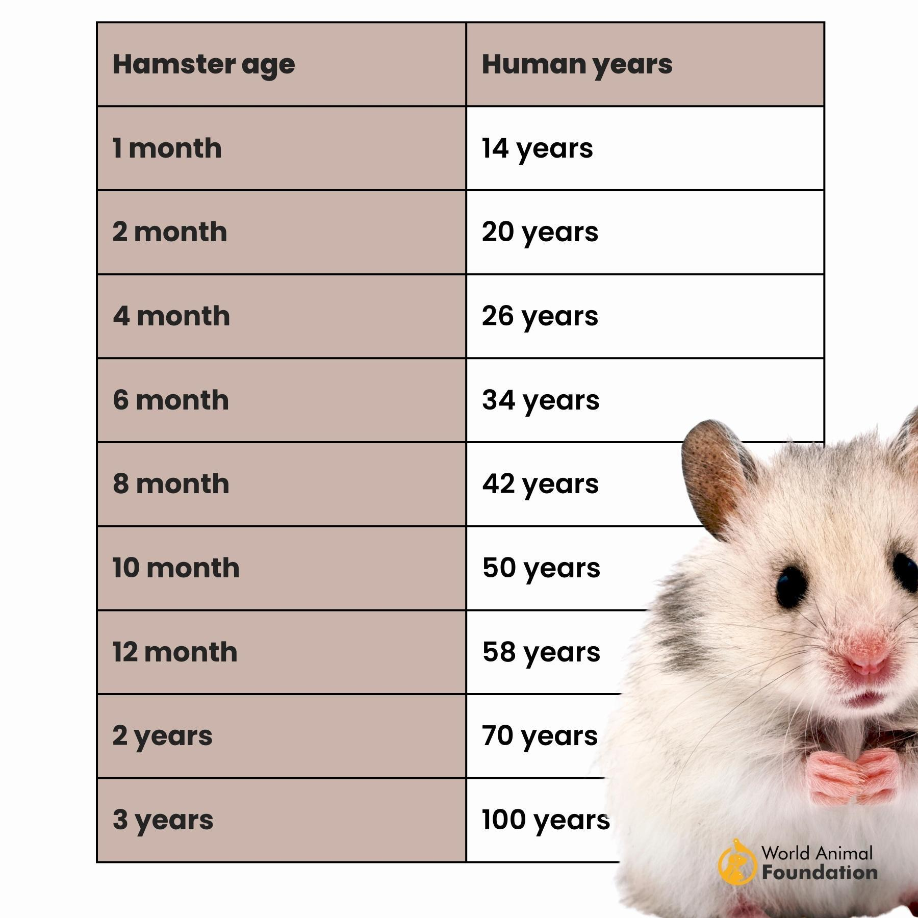 Hamster Age Calculator - A Simple Tool For Curious Minds!!