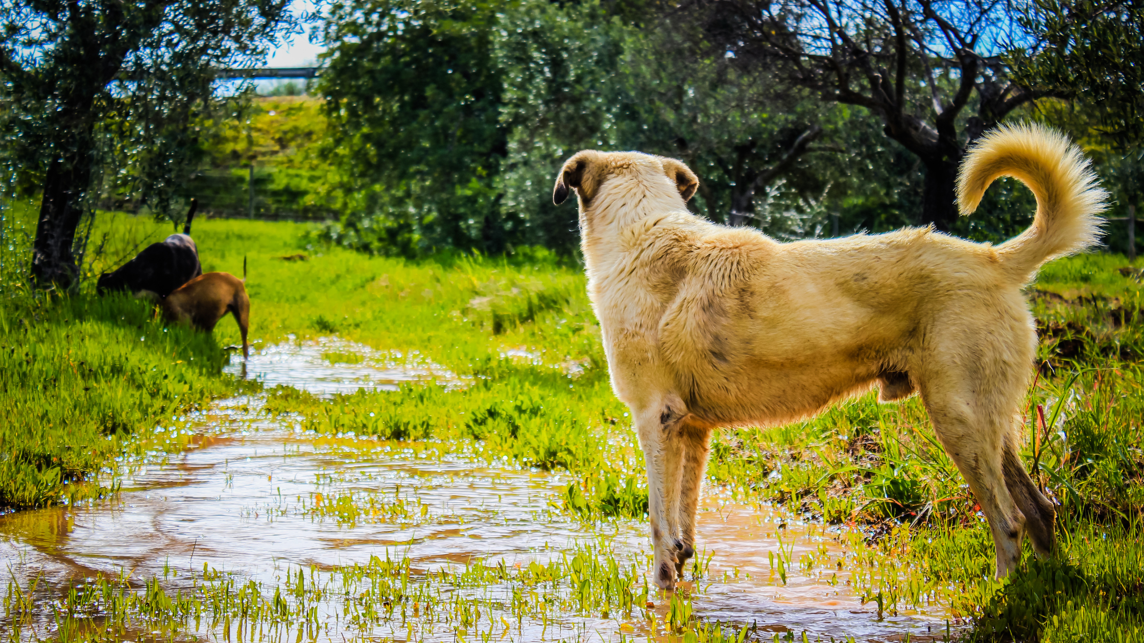 A Rafeiro do Alentejo looking down a small creek