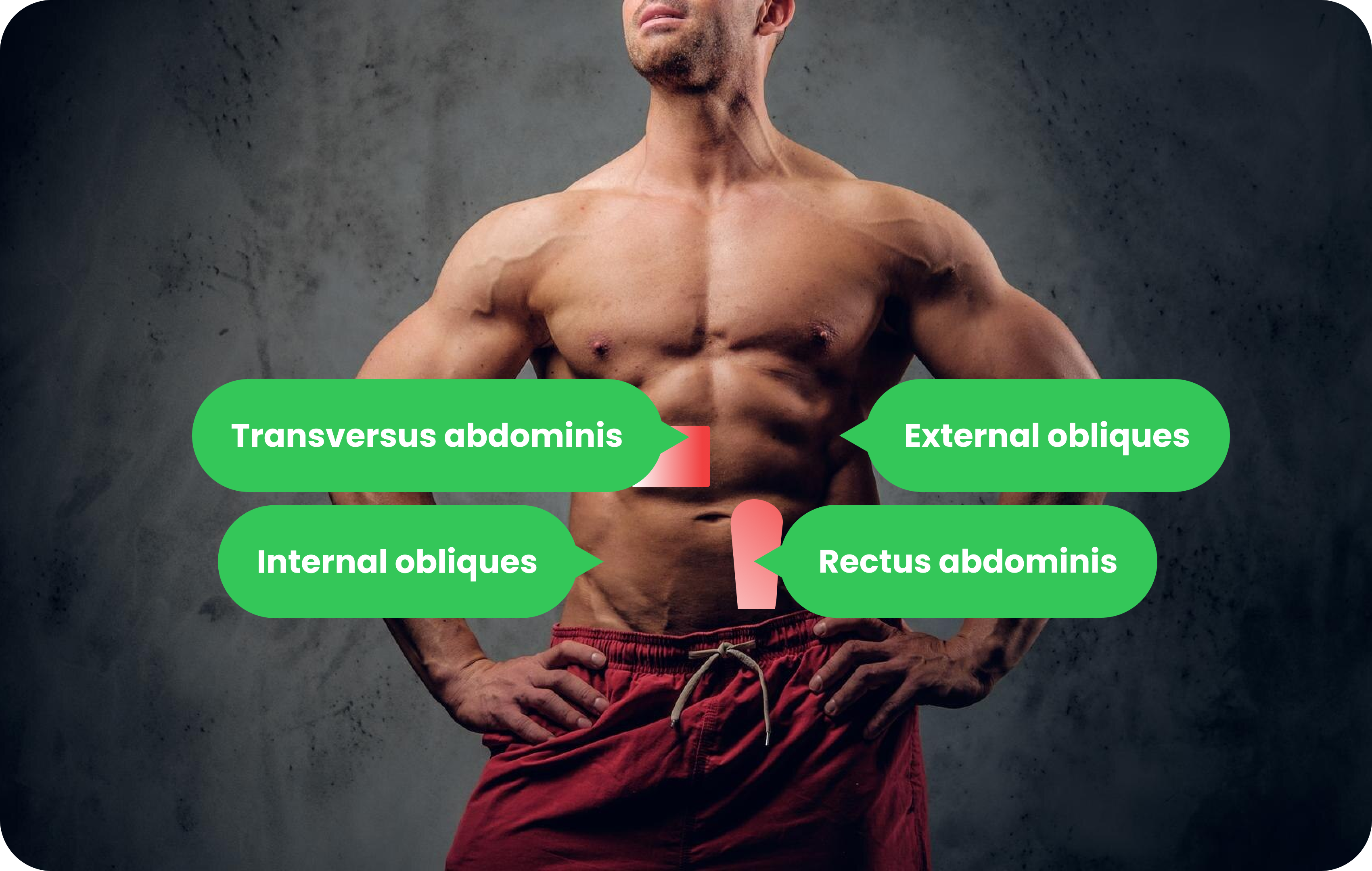 Ab Muscles: Anatomy & Function