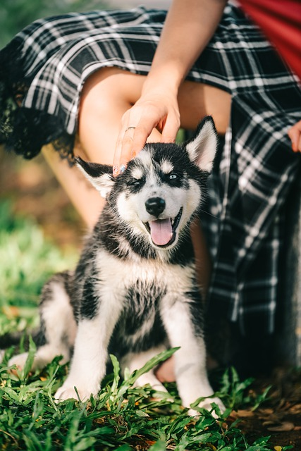 5 week best sale old husky puppy