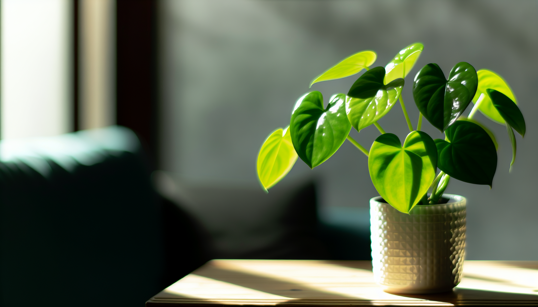 Photo of a money plant thriving in bright indirect light
