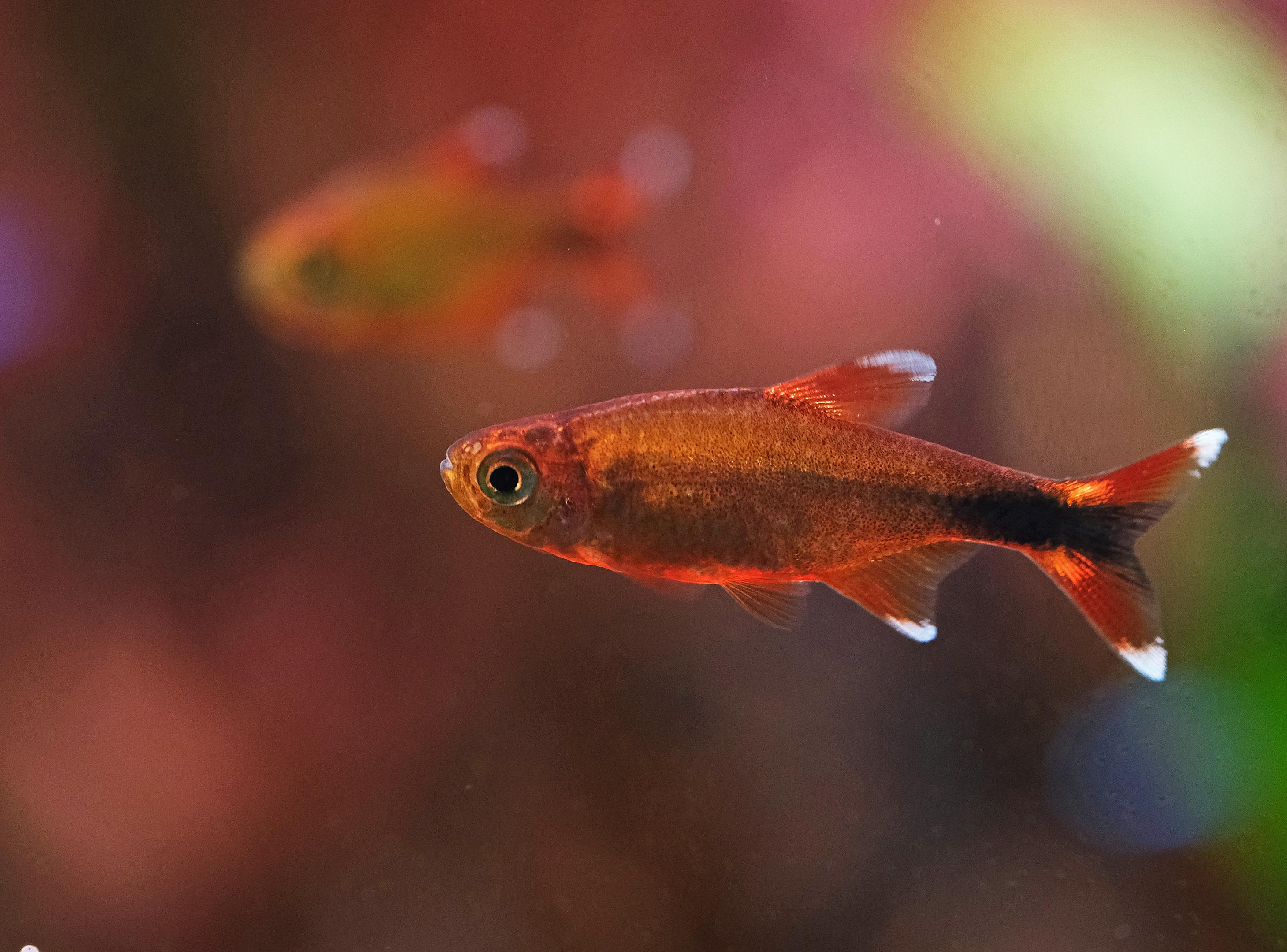 Closeup view of Silvertip Tetras (Hasemania nana)