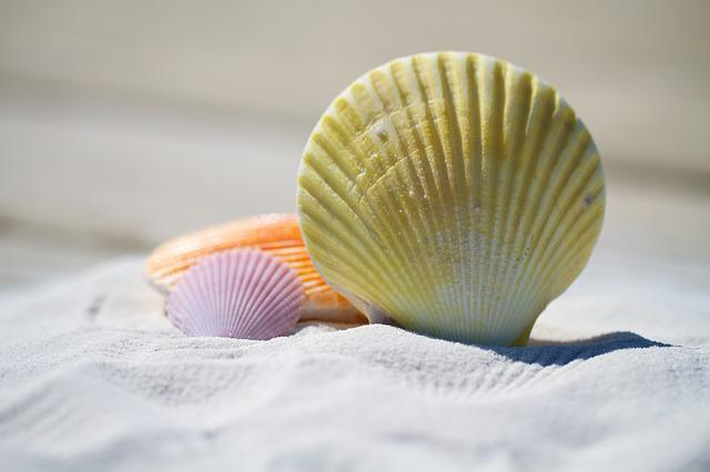 shells in sand on a beach