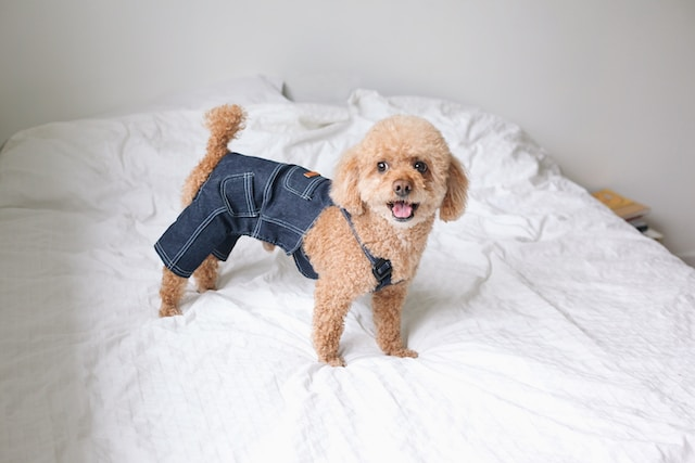 Brown Toy Poodle Wearing Denim Pants