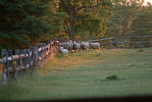 Sheep resting at White Flower Farm, raised by local farmers