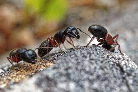 1,294 Carpenter Ants Stock Photos - Free & Royalty-Free Stock Photos from  Dreamstime