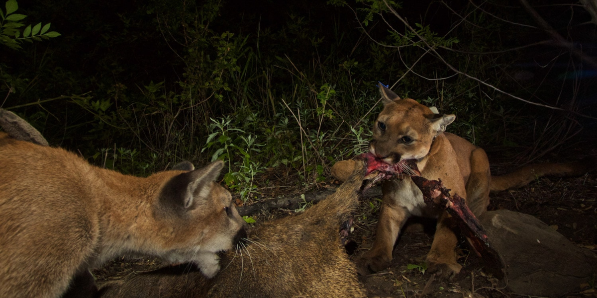 common dangerous animals in washington state