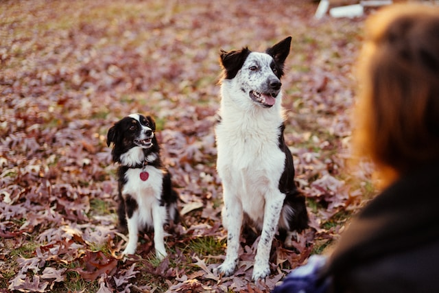 Two Black And White Dogs Sittong On Ground With Dried Leaves