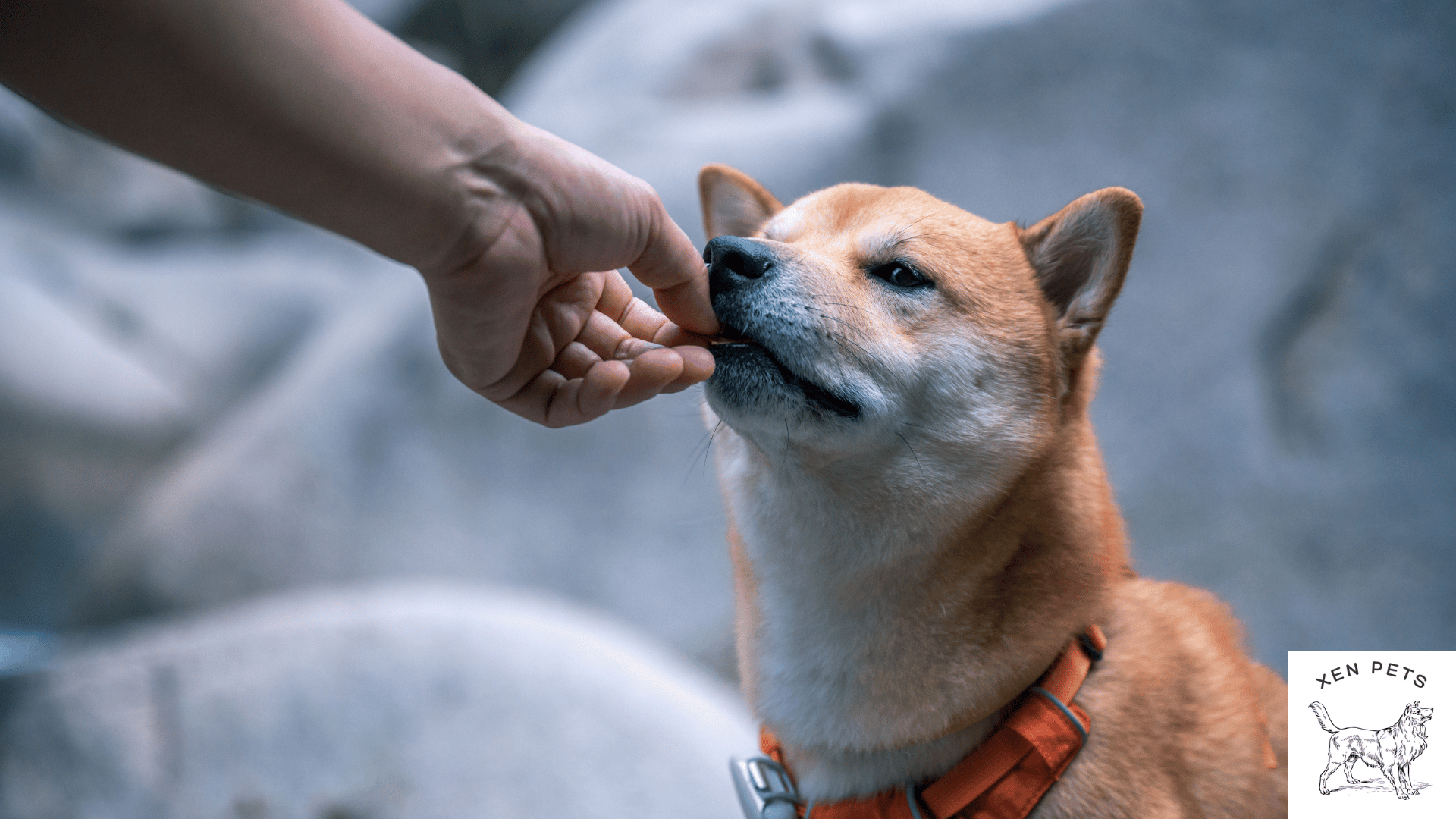 dog eating treat