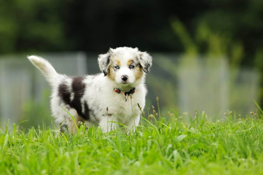 Unraveling the Excellence of Australian Shepherds - Life With My Dogs