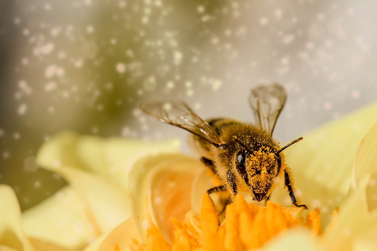 An image of flower pollen and a honey bee. 