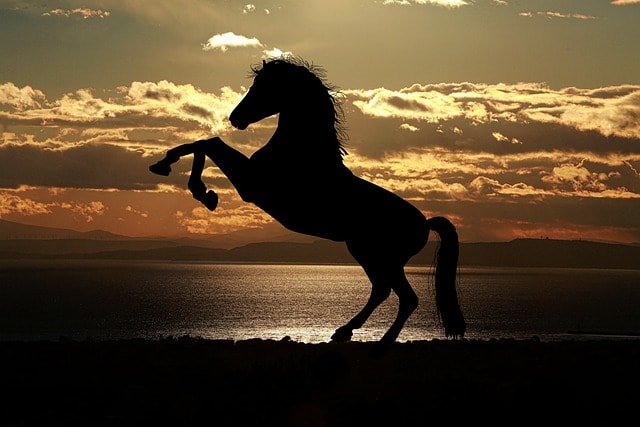 Silhouette of a wild horse overlooking a sunset.