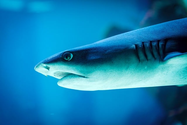 grey reef shark, water, sea