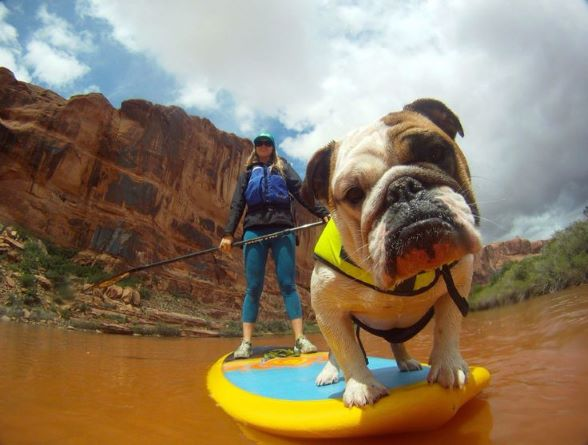 Curious Bulldog on a Glide Paddle Board going down a river with desert cliffs in the back ground #SUPWithDogs
