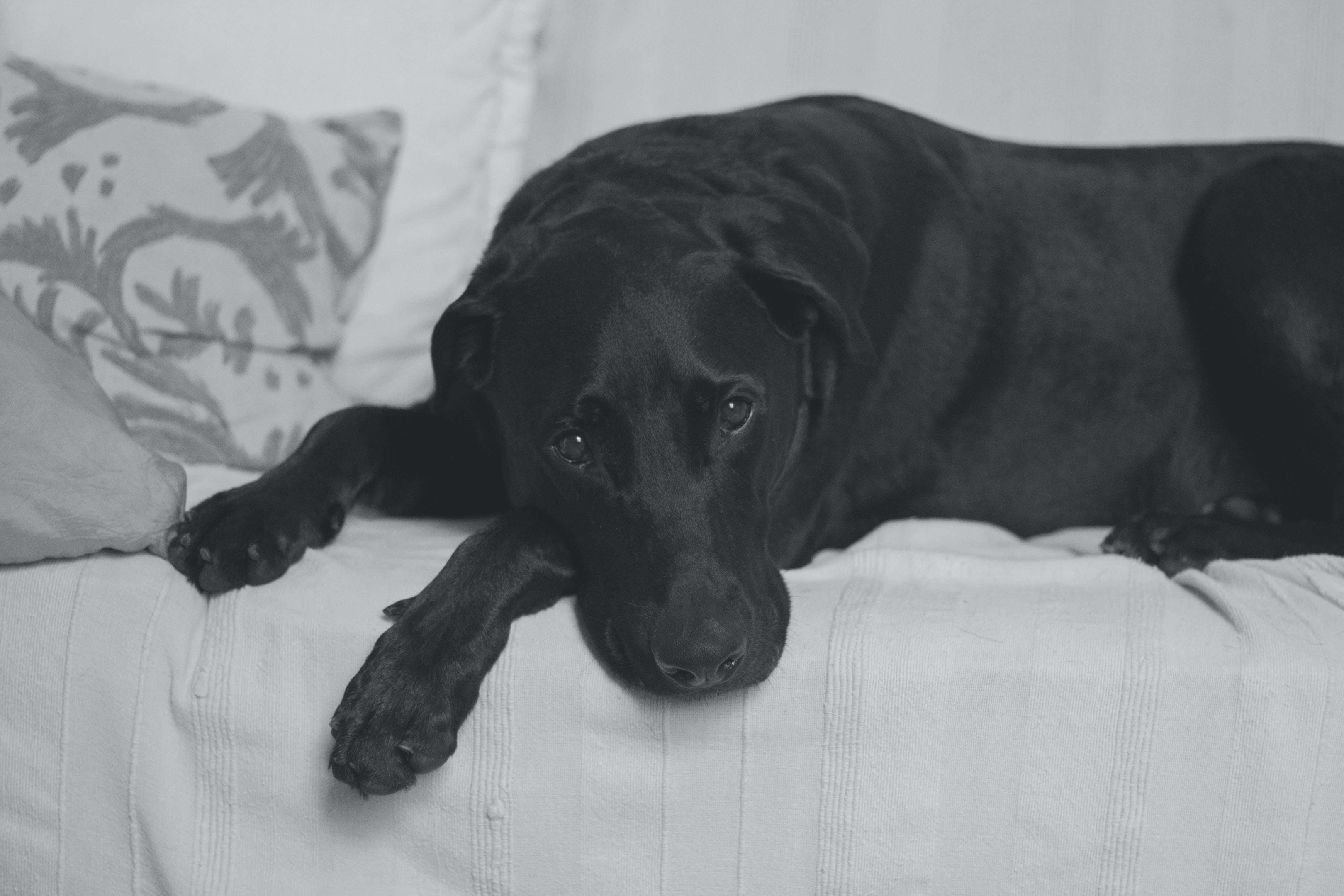 Sick Dog