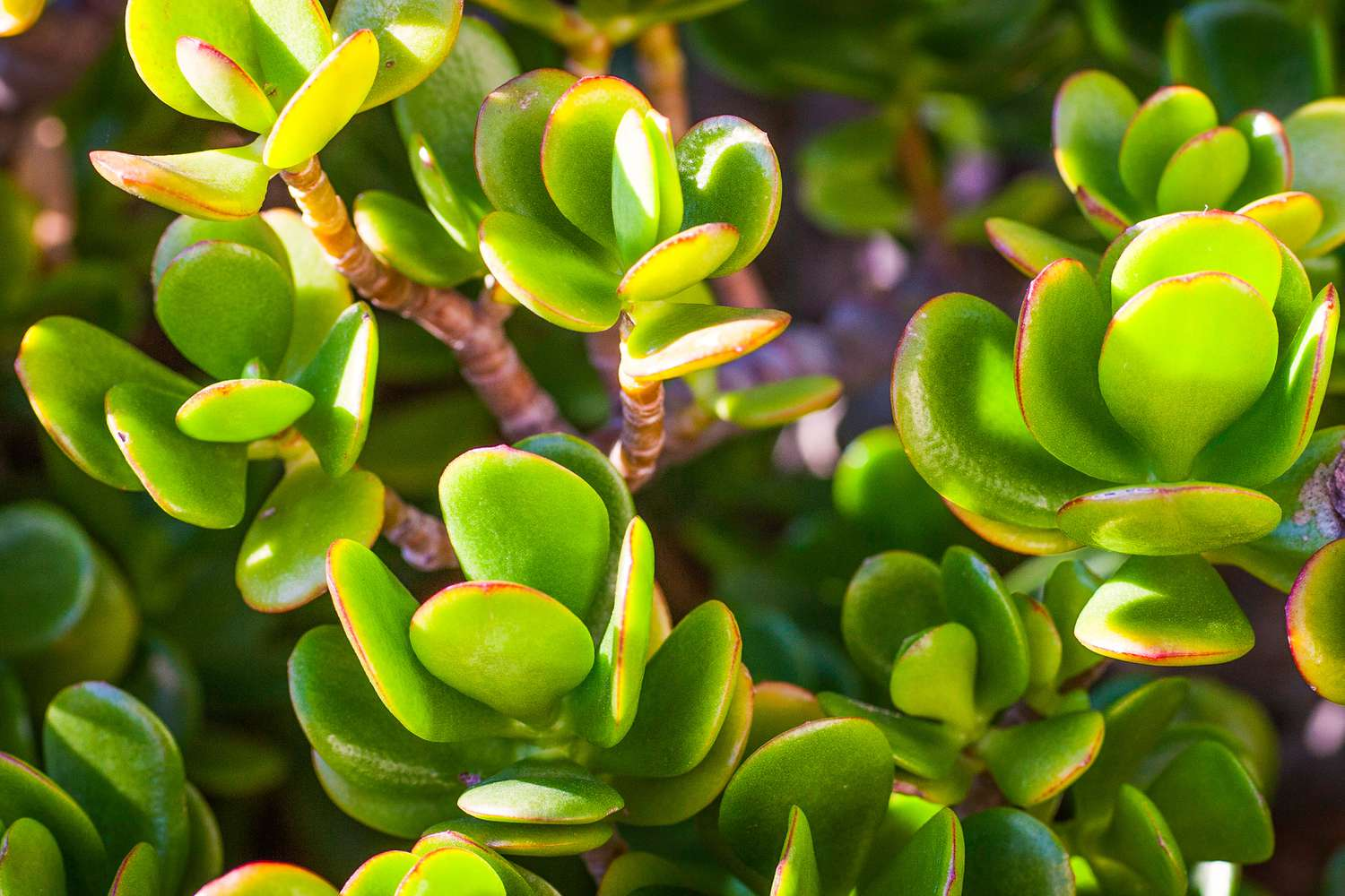 Crassula ovata