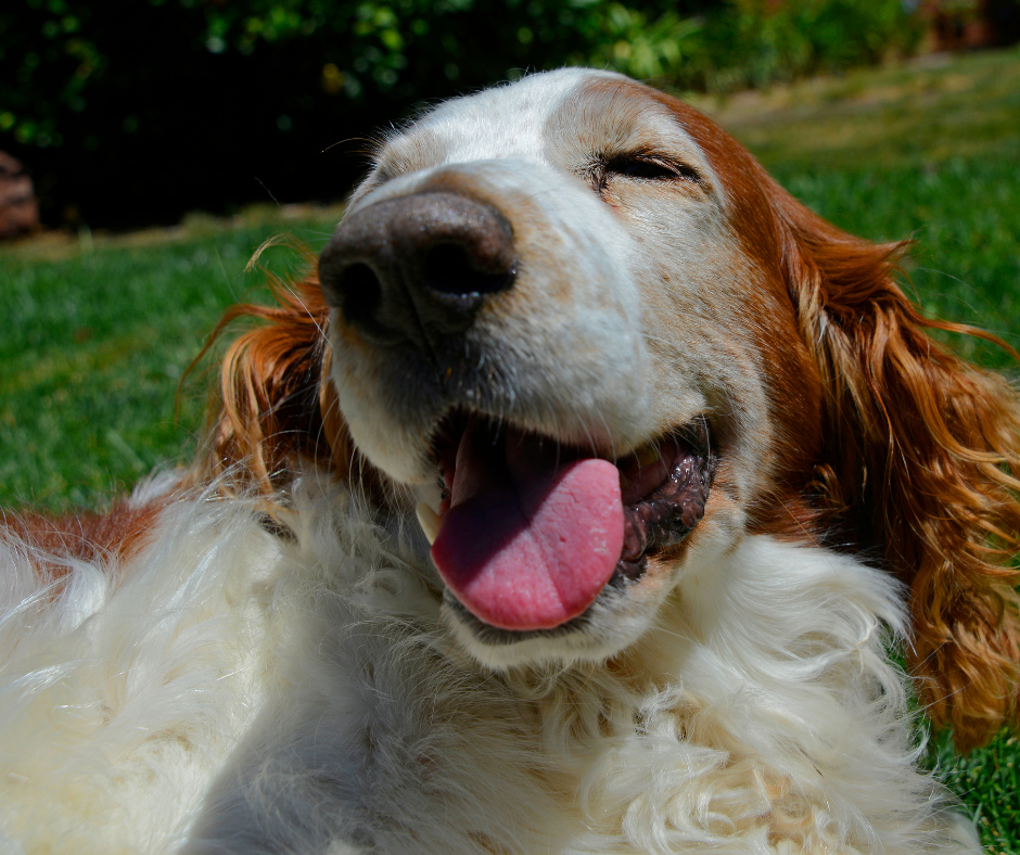 A close up of a smiling Welshie