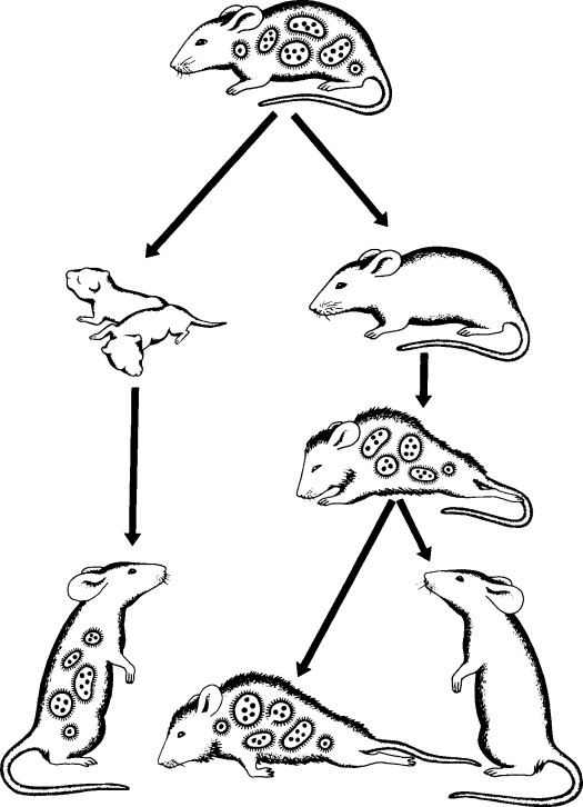 Deadly Diseases Carried by Mice: Beware of Unwanted Roommates