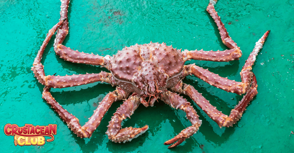 A photo of a king crab