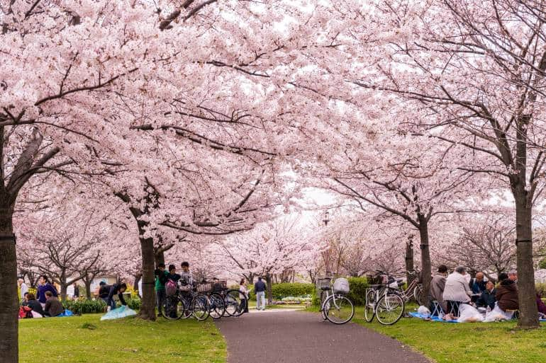 When Cherry Blossom Festivals Take Place