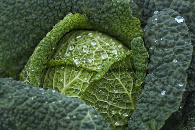 cabbage, kale, vegetables