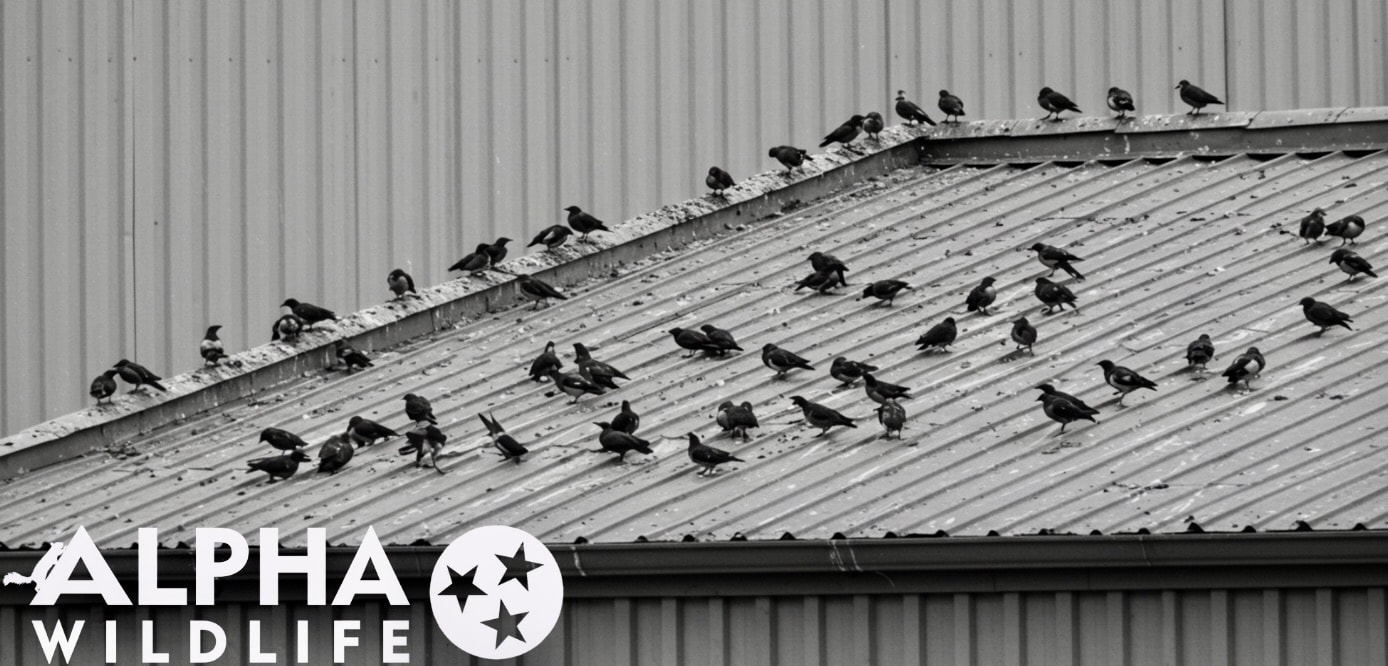 Birds roosting on the roof of a commercial building