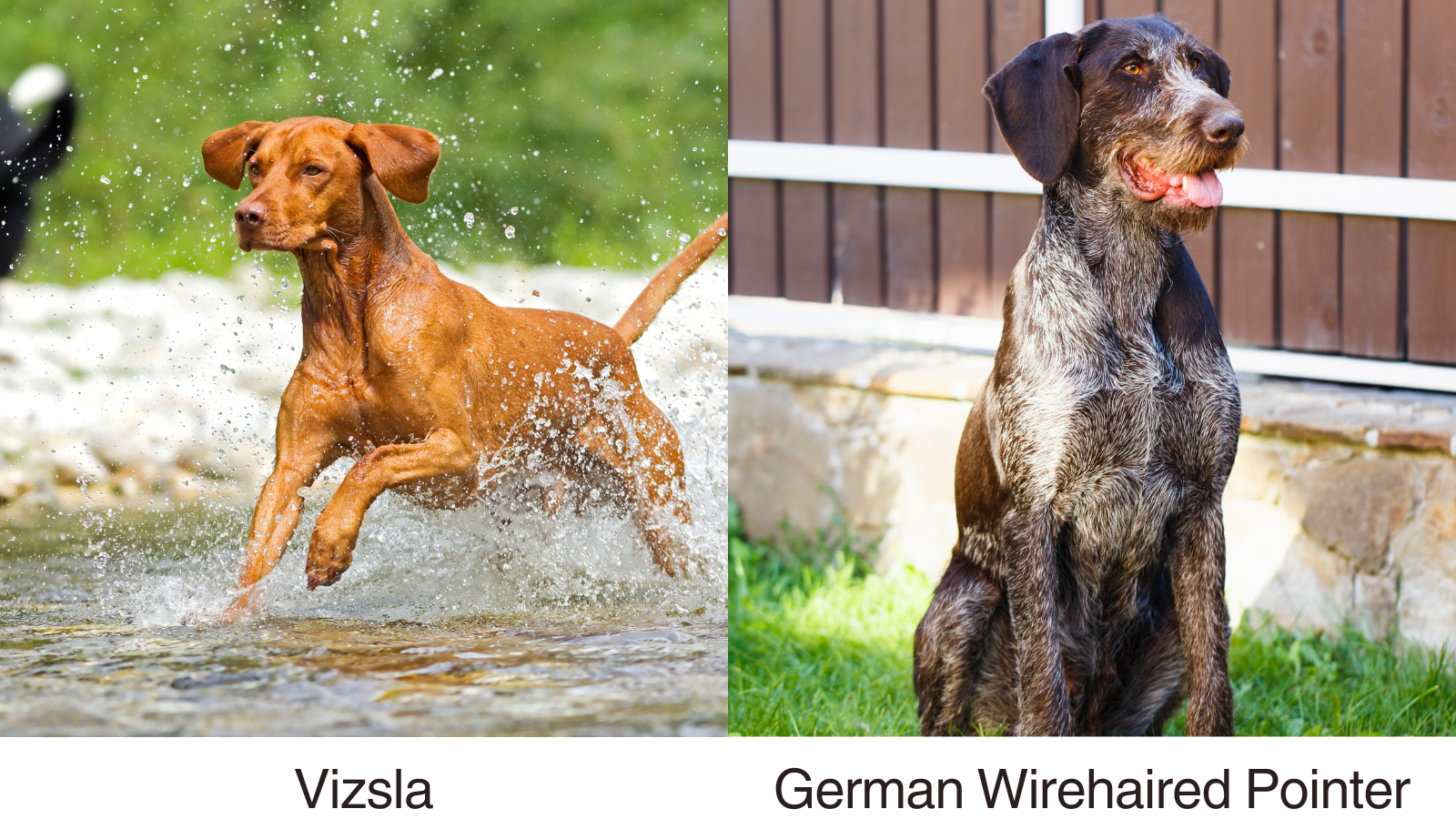 A side by side of the Vizsla and the GWP