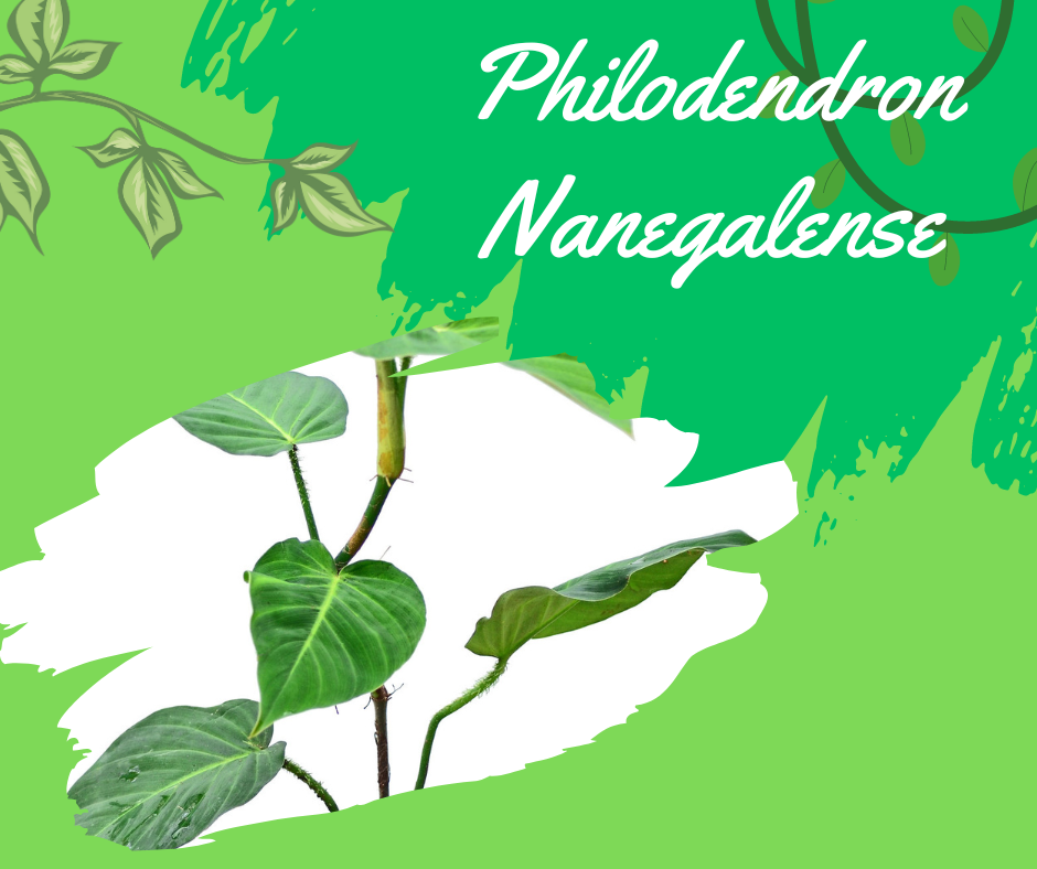 Philodendron Nanegalense