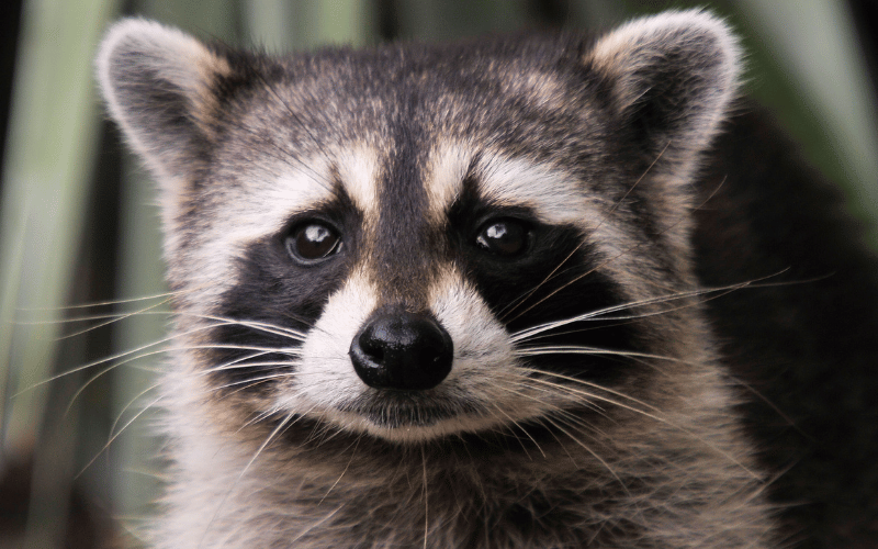 raccoon removal houston