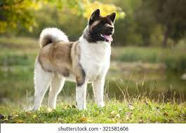 American Akita