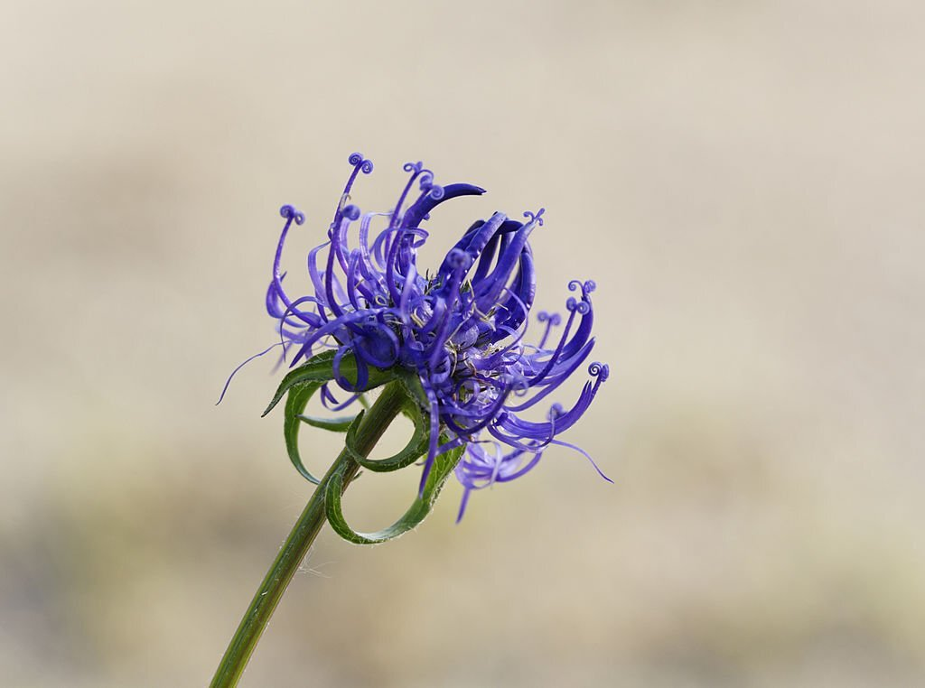 Rampion Flower