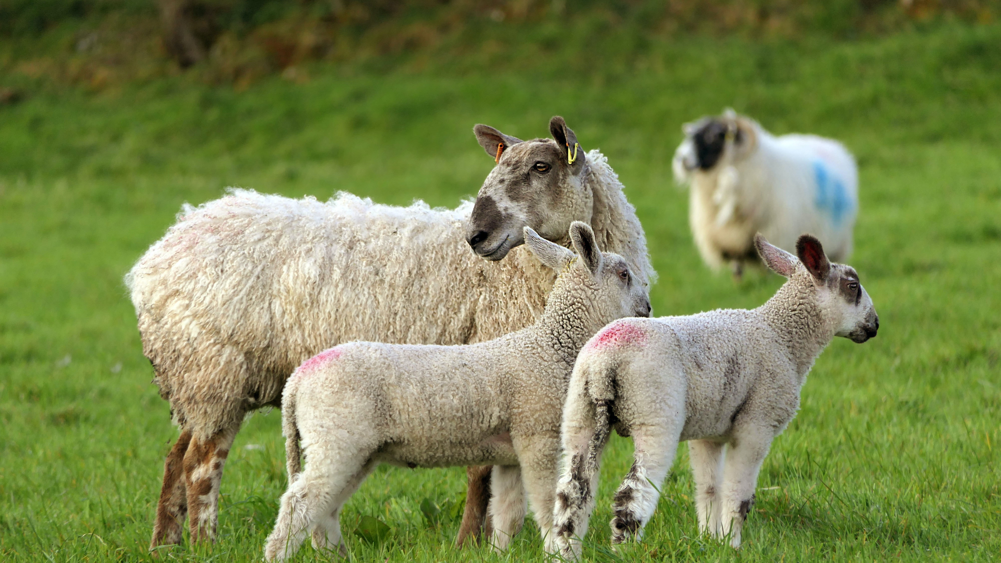 From traditional roast lamb recipe to lamb leg marinaded in Asian spices or lamb roast prepared in the slow cooker, we have a lamb recipe for every occasion.