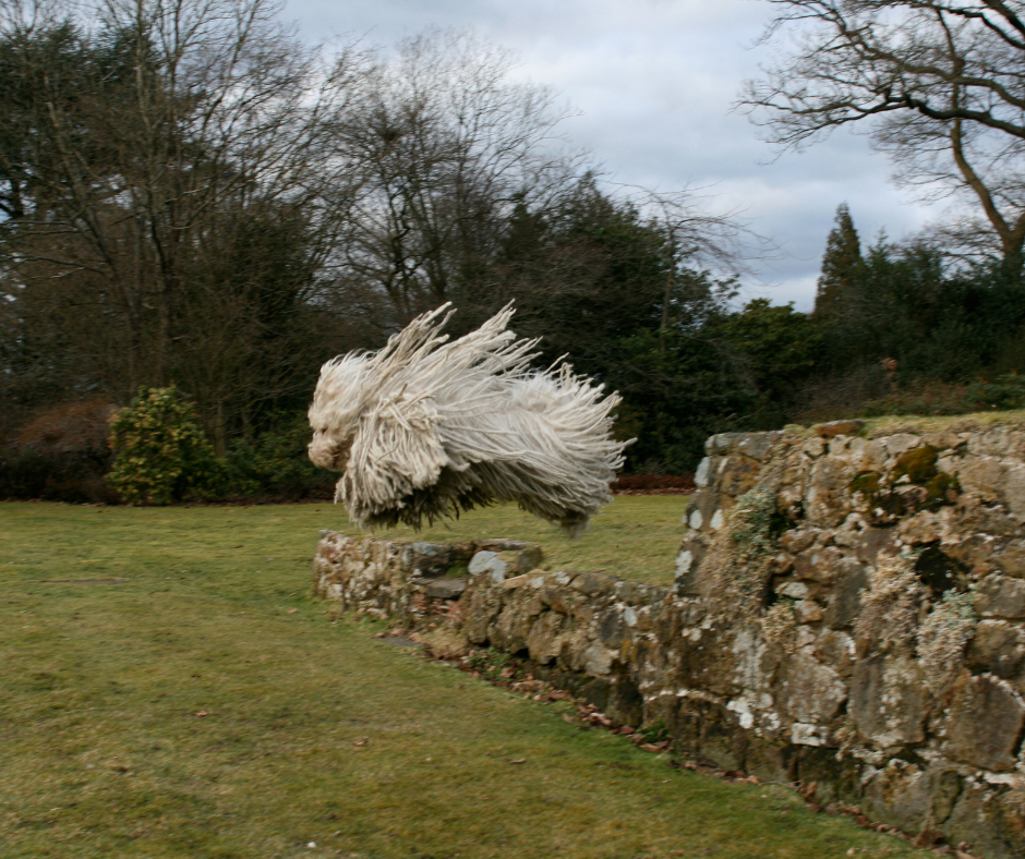 A Corded Puli leaping over a stone wall