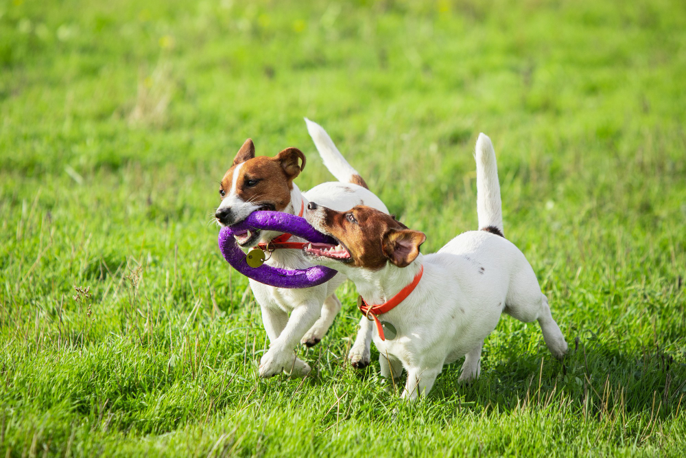 PetSafe Busy Buddy Bouncy Bone, 3-in-1 Dog Toy, Includes Treat Rings, Small  