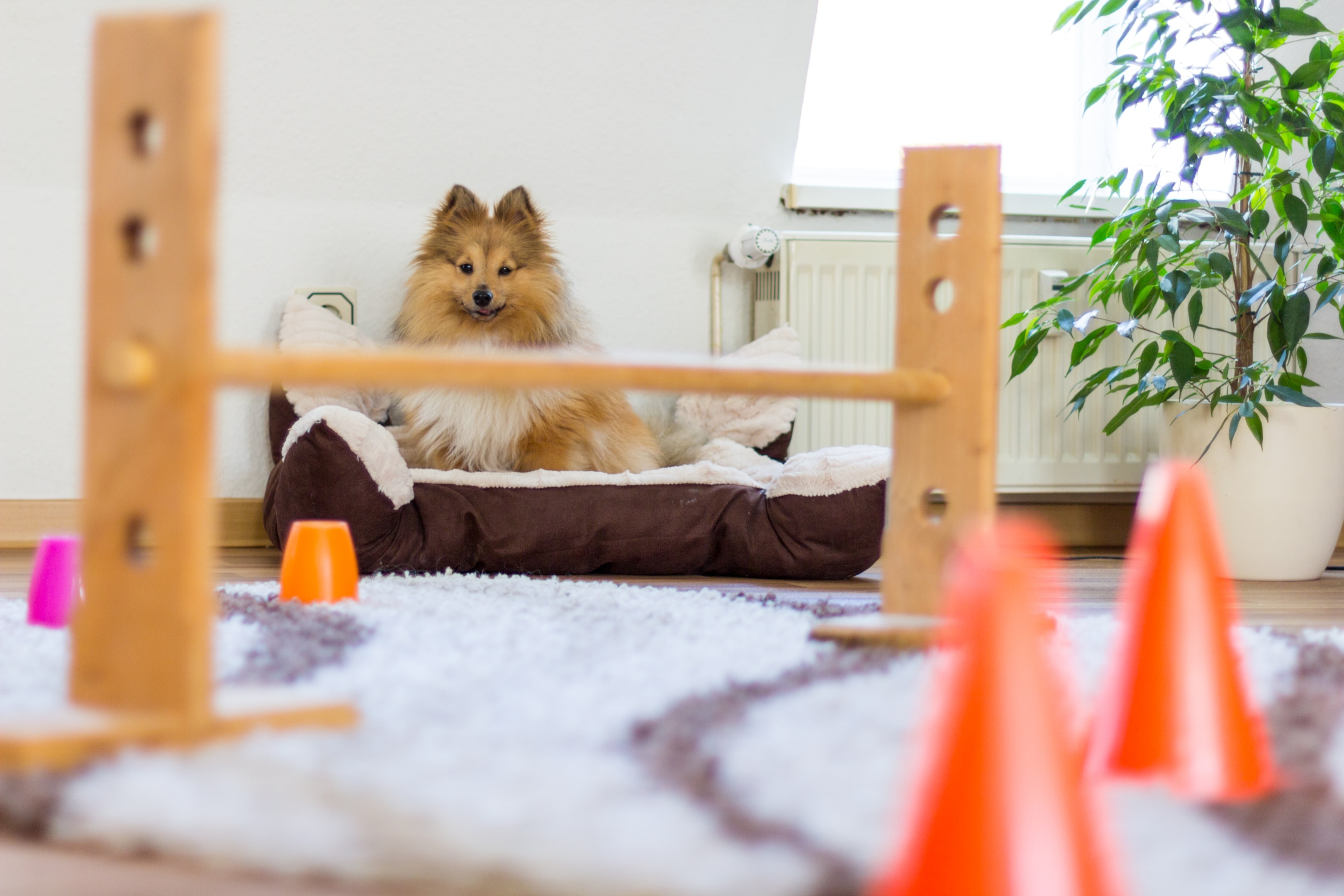 A sheltie in a dog bed looking at an obstacle course