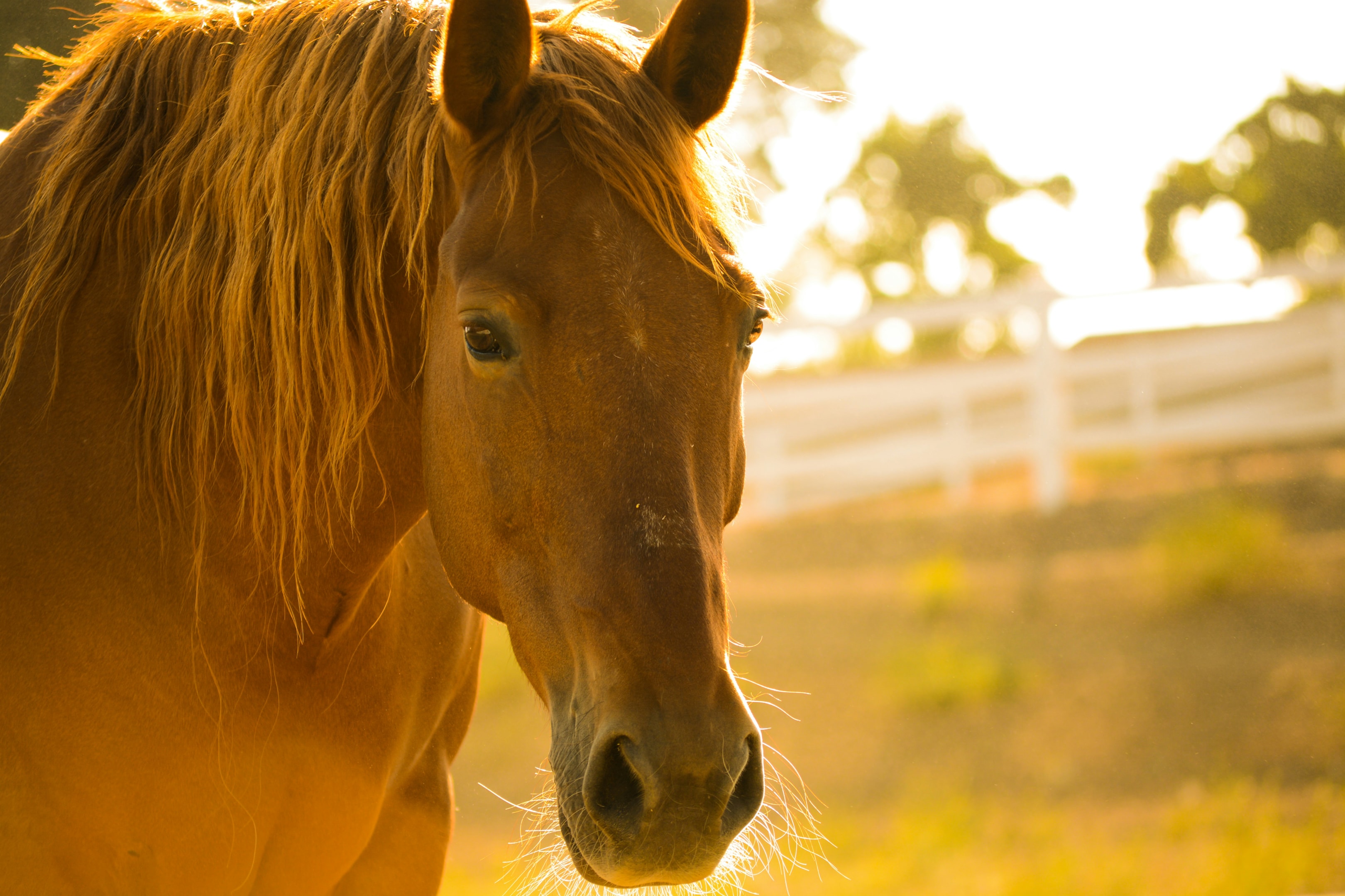 Close-up of a horse