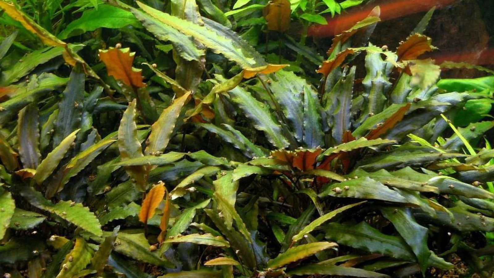 Can aquarium plants grow in sand