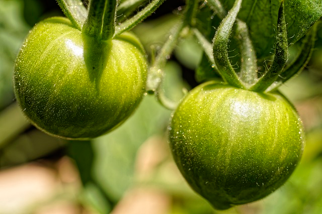 tomatoes, green, plant