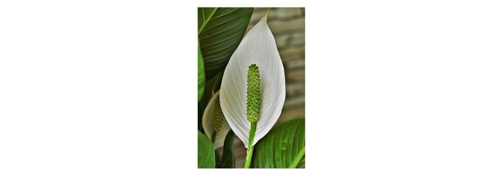 peace lily, white, leaf flag