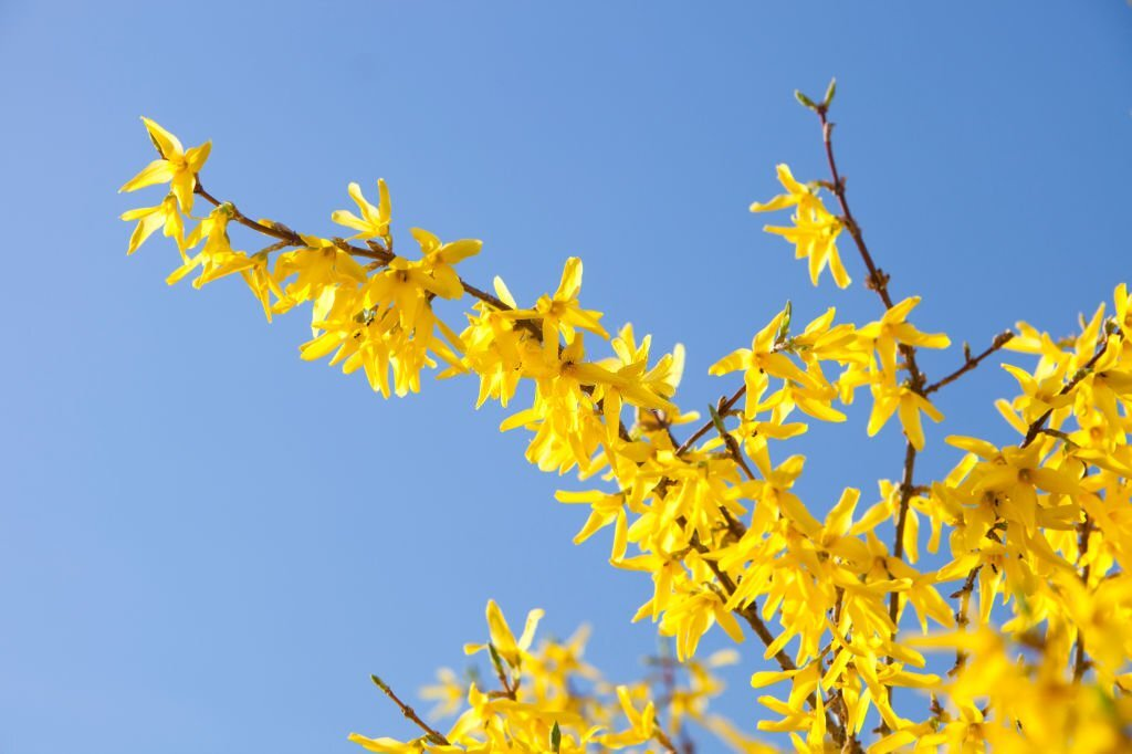 Forsythia