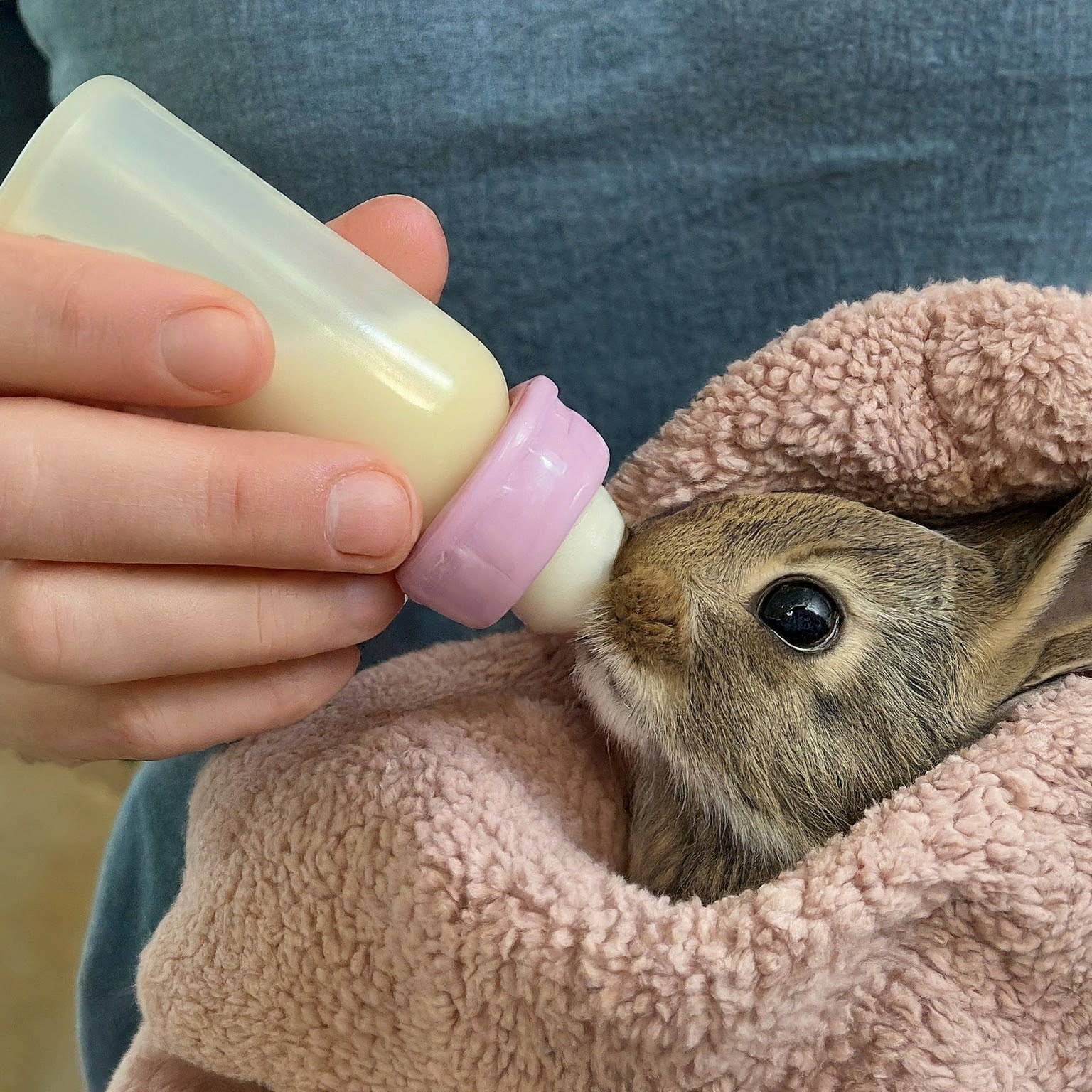 Caring for Orphaned Baby Bunny