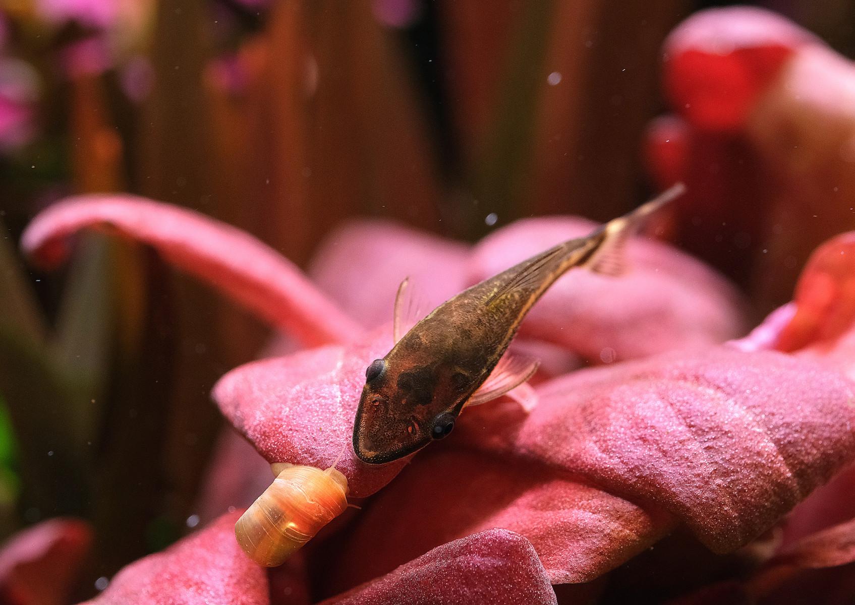 Close up of Otocinclus Catfish