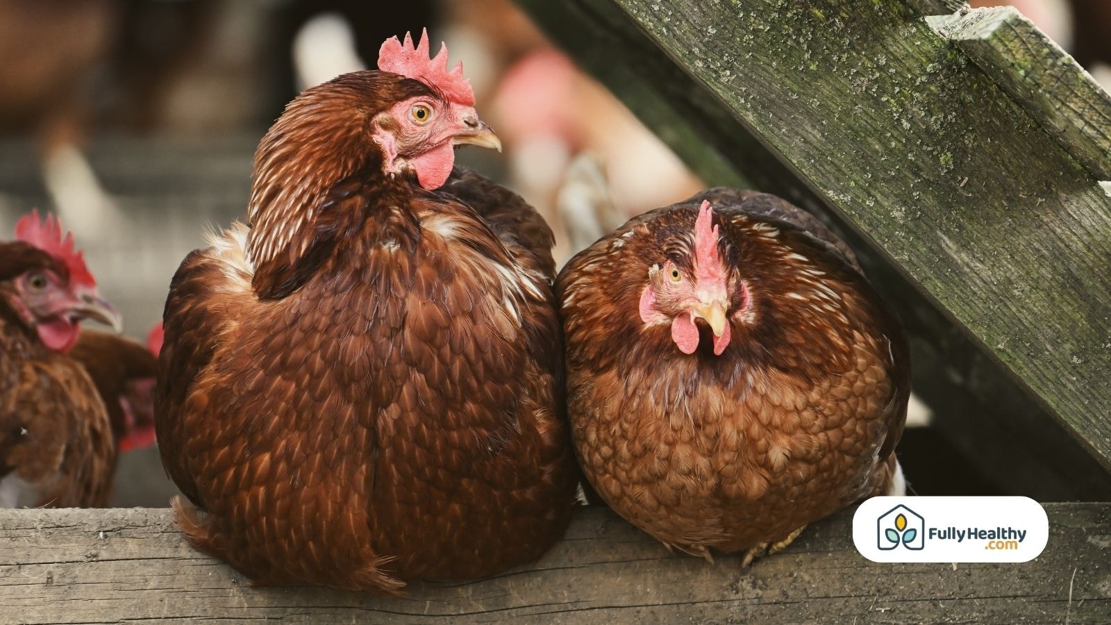 Two brown chickens sitting near coop entrance