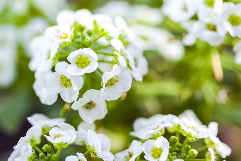 28 Beautiful Flower Names That Start With A 11